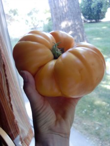 Big honkin' tomat from our garden