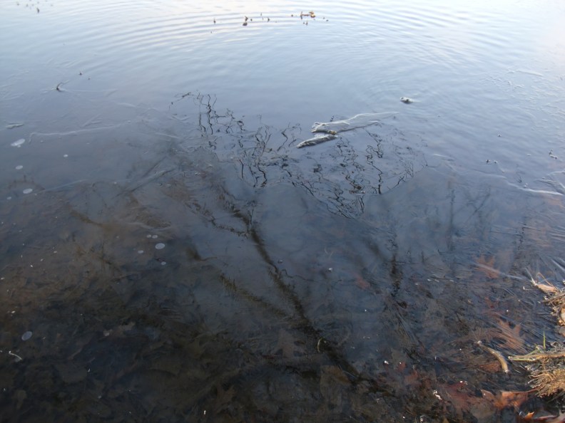 The edge of the ice.