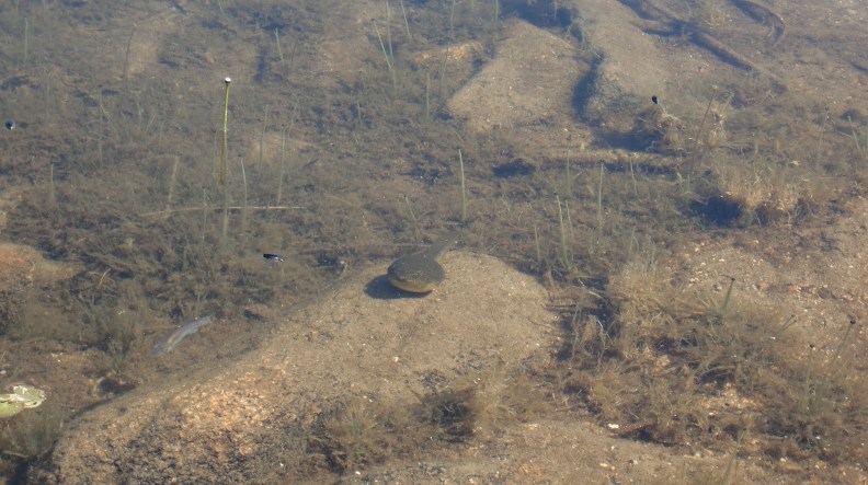 Bullfrog tadpole in The Bowl. It has little back legs, which you can't tell from this angle.