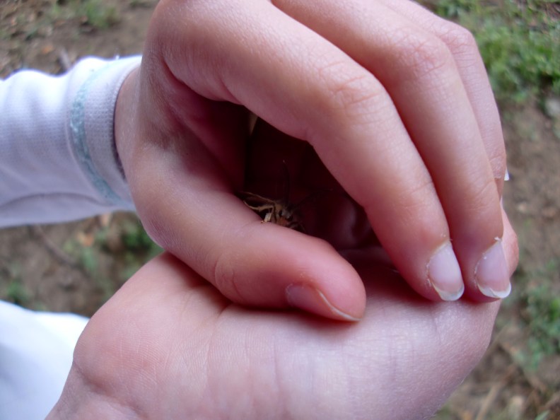 male gypsy moth (Lymantria dispar dispar)