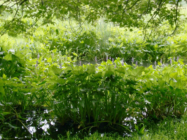 pickerel weed (Pontederia cordata) in bloom