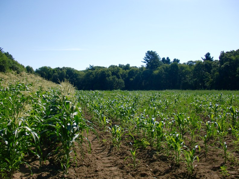corn, both tall and short