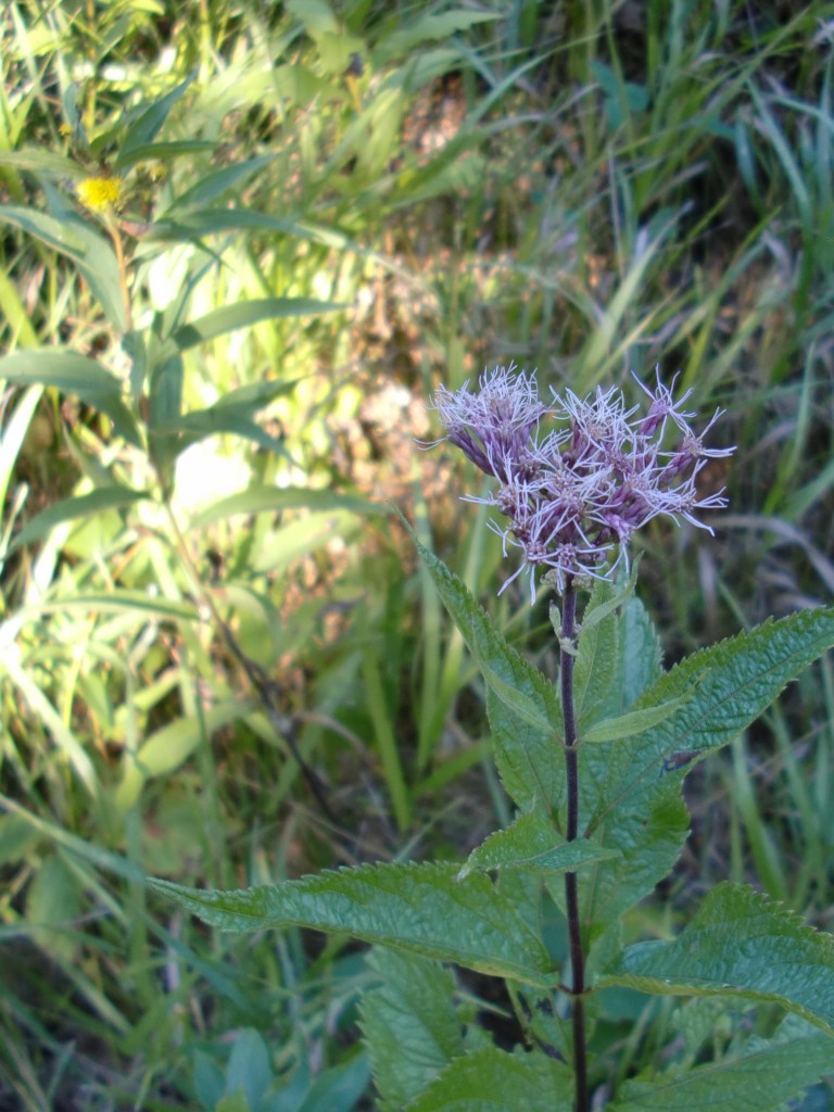 either hollow joe-pye weed (Eutrochium fistulosum) or spotted joe-pye weed (Eutrochium maculatum)