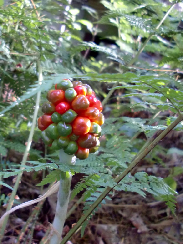 jack-in-the-pulpit (Arisaema triphyllum) berries http://www.wildflower.org/gallery/result.php?id_image=10043