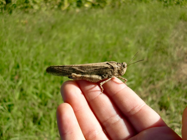 Carolina locust/grasshopper (Dissosteira carolina)