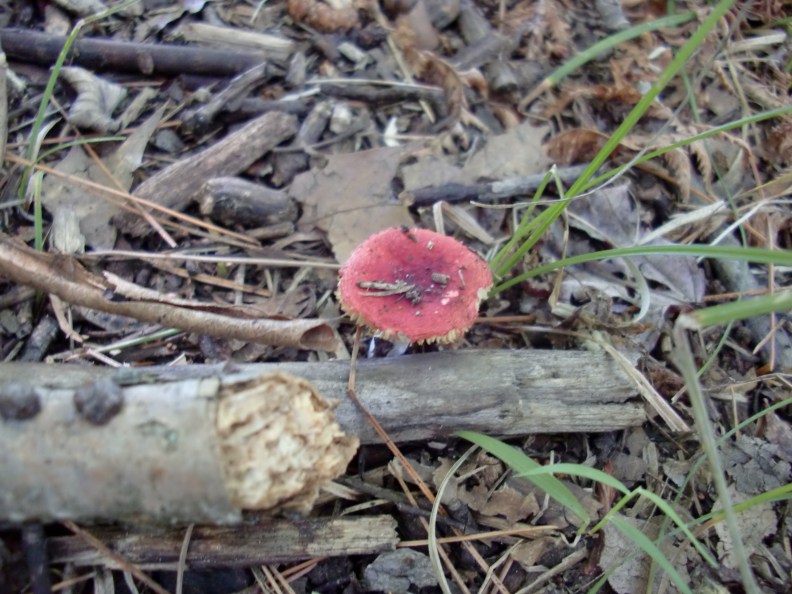 I'm not even going to attempt to play mycologist and try and identify any of the fungi in this post.