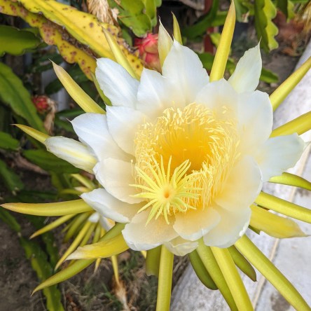 Dragonfruit Flower